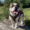 Englische Bulldogge Ledergeschirr mehrzweckig