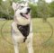 Alaskan Malamute Brustgeschirr Leder mit klassischem Design