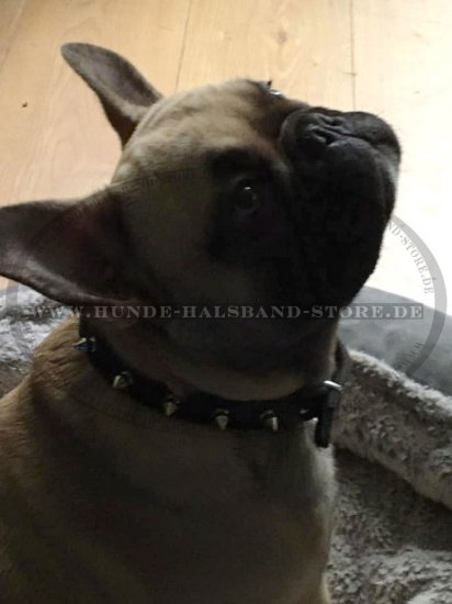 Nietenhalsband mit Silbrigen Spikes für Französische Bulldogge