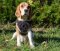 Hundesport Geschirr aus Nylon für Beagle