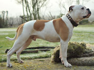 Gorgeous Wide Collar With Brass Plates for American Bulldog