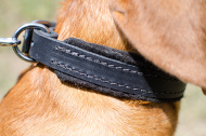 Dog Collar, 25 mm | Dogue de Bordeaux Collar with Felt Padding