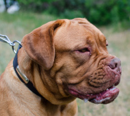 Leather Collar for Dogue de Bordeaux with ID-Tag