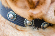 Nylon Collar for Dogue de Bordeaux with Silver Conchas