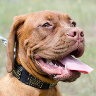 Collar for Dogue de Bordeaux . Leather Collar for Dog
