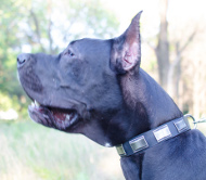 Dog Collar for Great Dane Made of Leather with Plates