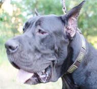 Leather Dog Collar Wide Studded for Great Dane