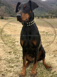 Dobermann Lederhalsband mit Messing Spikes