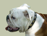 Englische Bulldogge exkluisves Platten Lederhalsband - zum Schließen ins Bild klicken