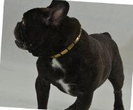 Dog Collar Leather for French Bulldog Exclusive