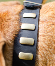 Goldy Studded Stylish Leather Collar for Dogue de Bordeaux