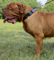 Dog Collar Nylon for Dogue de Bordeaux