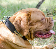 Collars with Dog ID Tags for Dogue de Bordeaux