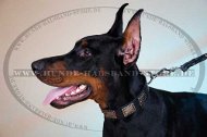 Studded Collar Leather for Doberman