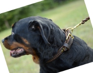 Rottweiler Braided Collar for Big Breeds