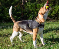 Beagle Hundegeschirr aus Nylon für jedes Wetter