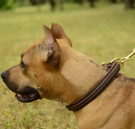 Dog Collar of Leather for Pit Bull, Adorned with Braid