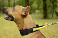 Collar with QUICK RELEASE BUCKLE and Handle for Pitbull