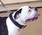 Pitbull Leather Dog Collar, Pit Bull Collar