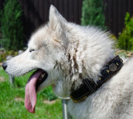 Designer Dog Collar for Husky