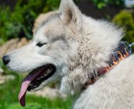 Husky Collar in the Flame Style