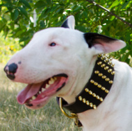 Leather Collar Extra Wide with Brass Spikes for Bull Terrier