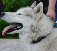 Studded Collar for Husky