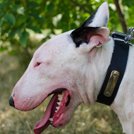 Collar with Name for Bull Terrier .ID Dog Collar Leather