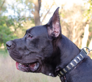 Exclusive Leather Dog Collar with Plates for Great Dane