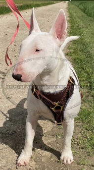 Mehrzweckiges Ledergeschirr FDT für Bullterrier