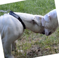 Nylon-Halsband für Amerikanische Bulldogge