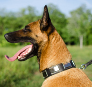 Malinois Collar with Sparkling Plates