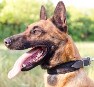 Malinois Dog Collar with Felt Padding