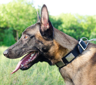 Malinois Dog Collar Nylon with Massive Plates