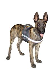 Nylon reflective multi-purpose dog harness, best dog harness