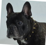 Spiked Dog Collar Leather for French Bulldog
