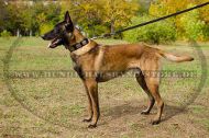 Hundehalsband aus Nylon mit massiven Schildern für Malinois