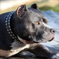 Pitbull New Leather Dog Collar with Square Studs
