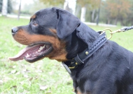 Leather Dog Collar for Rottweiler, Padded Super Collar!