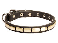 Special Dog Collar With Plates for Pitbull