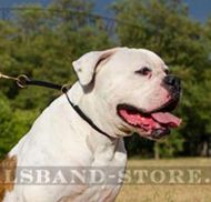 Hochqualitatives Zughalsband für amerikanische Bulldogge