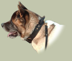 Leather dog collar with handle for Akita Inu