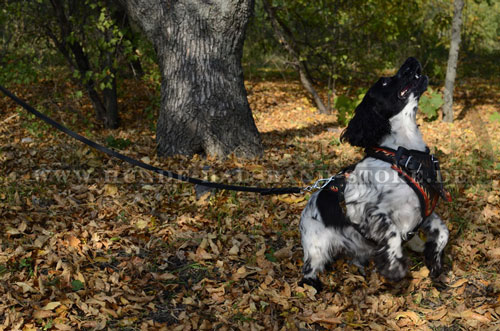 Hundegeschirr aus Leder für Ihren Spaniel