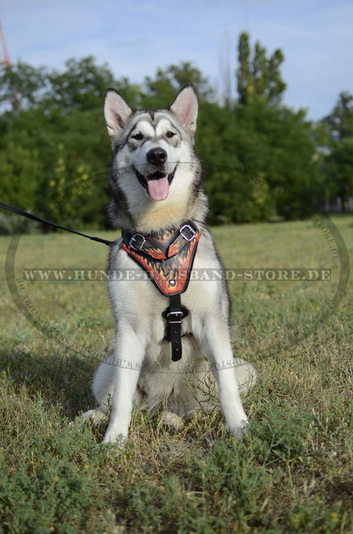 Hundegeschirr mit Handschlaufe 