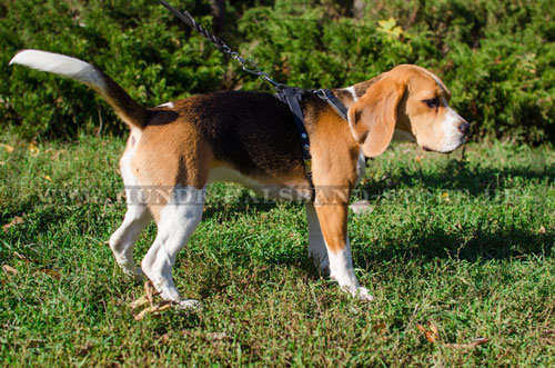 Leder Geschirr am Beagle 