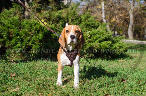 Spikes Geschirr am Beagle 