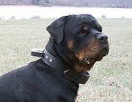 Leather dog collar with handle for Rottweiler