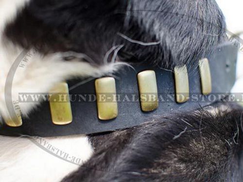 Lederhalsband mit Platten für Schweizer Sennenhund ▍▍▍ - zum Schließen ins Bild klicken