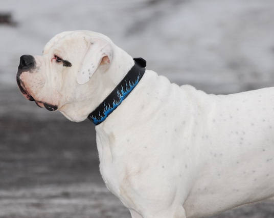 Blaue Flamme Bemaltes Hundehalsband für American Bulldog - zum Schließen ins Bild klicken