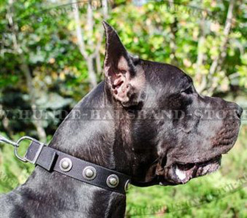 Super Nylon Halsband für Deutsche Dogge - zum Schließen ins Bild klicken